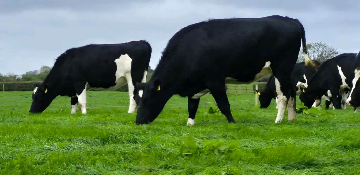 18 in calf heifers - Image 4