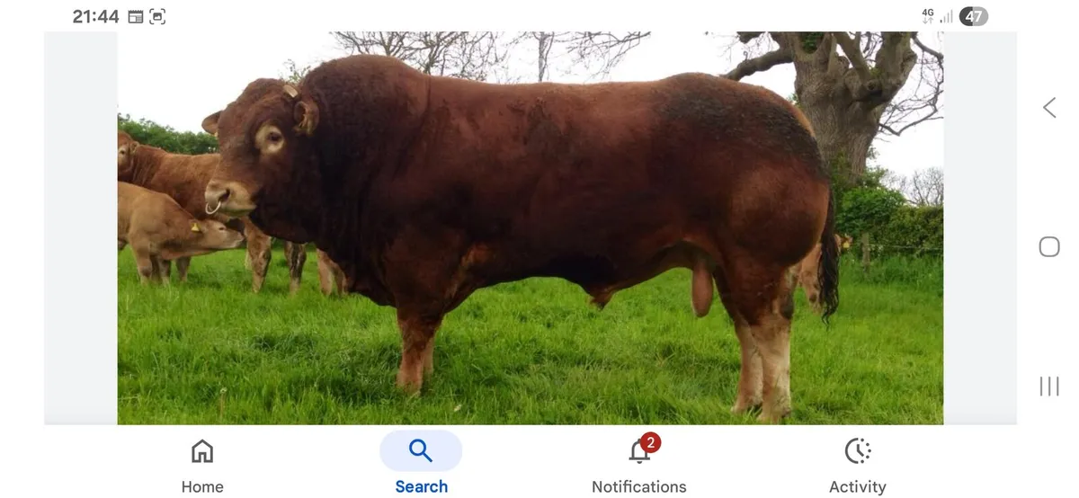 Limousin bull WANTED - Image 1