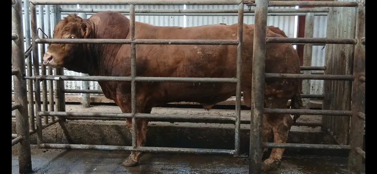 Limousin bull WANTED - Image 2