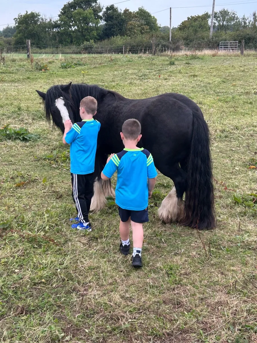 13hh  Cob - Image 4