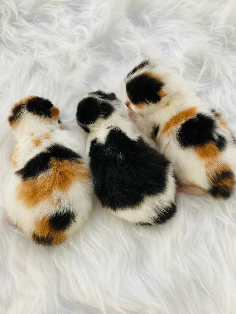 Beautiful Fluffy Kittens - Image 2