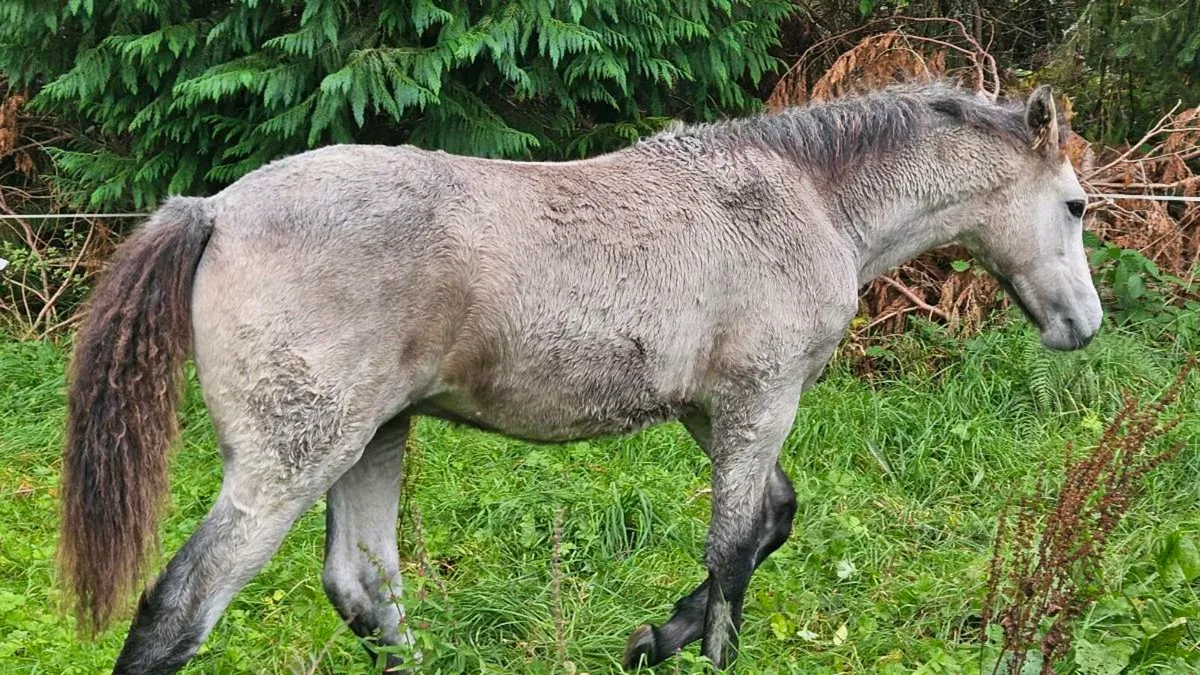 Pony - Image 1