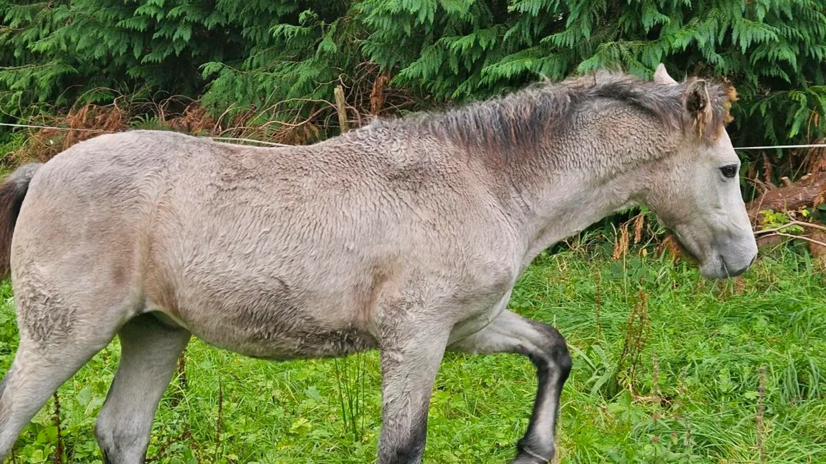 Pony - Image 2