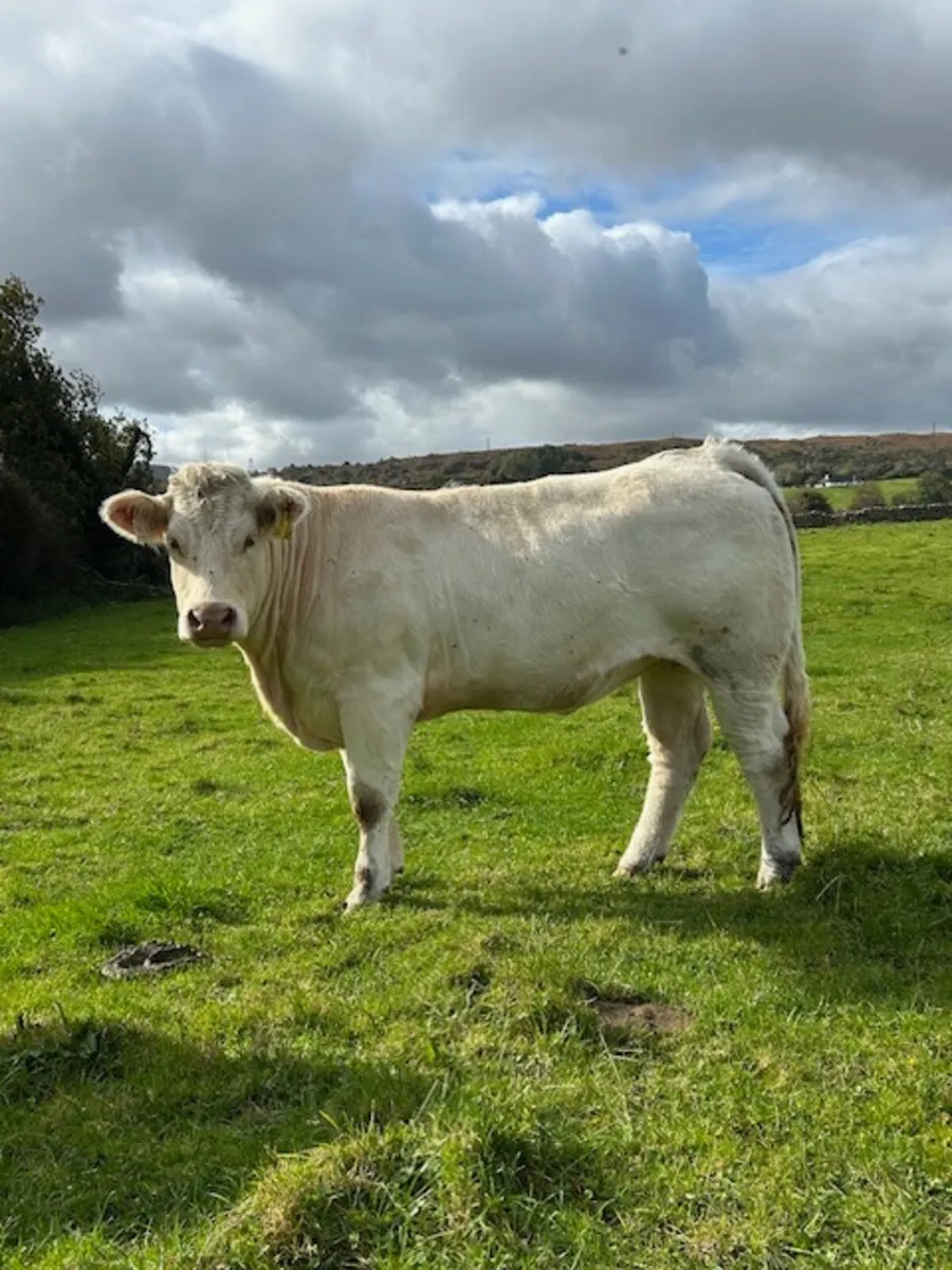 Pedigree Charolais outfit - Image 3
