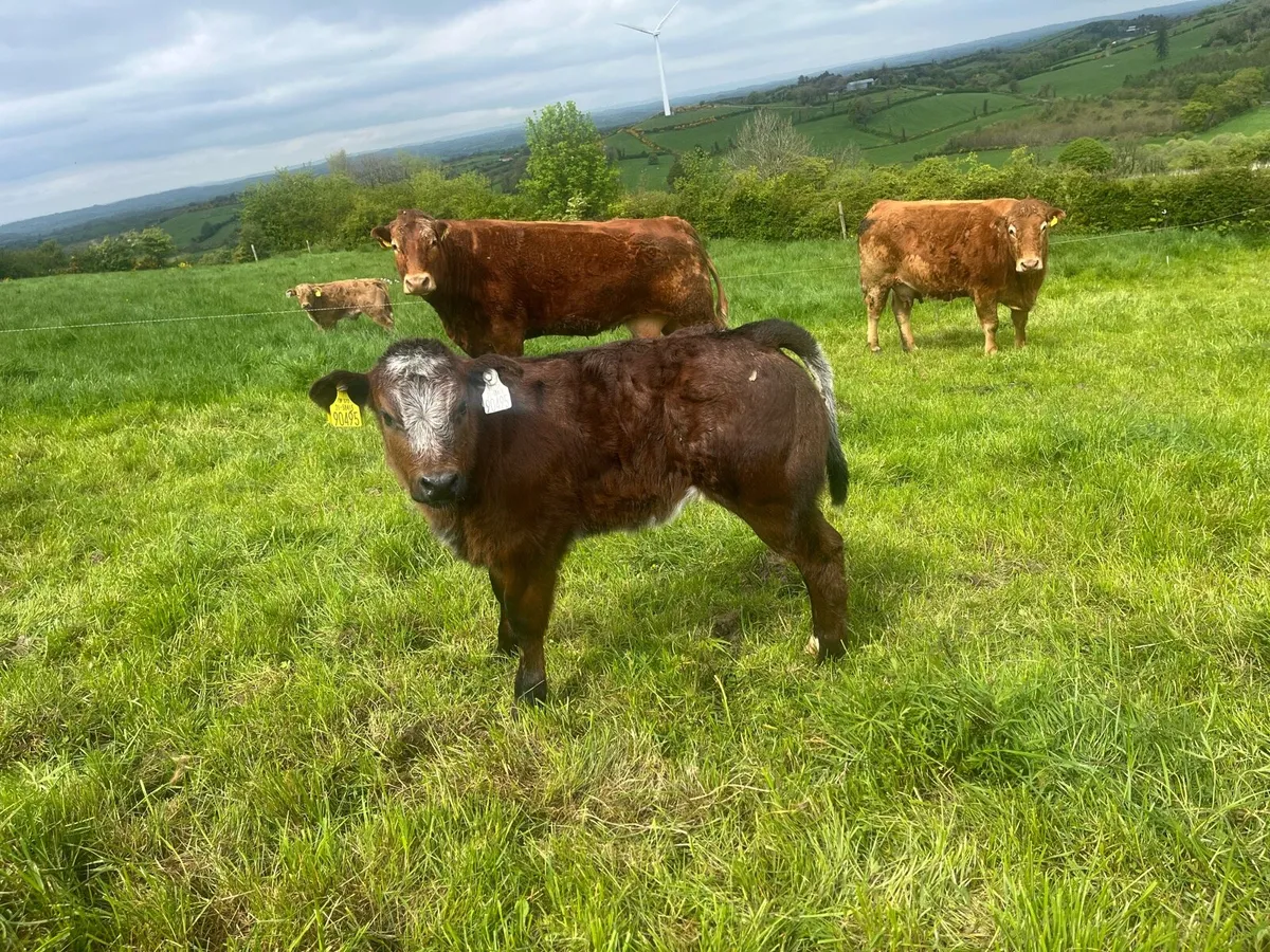 No books - No Hassle - Farm Smarter - Image 1