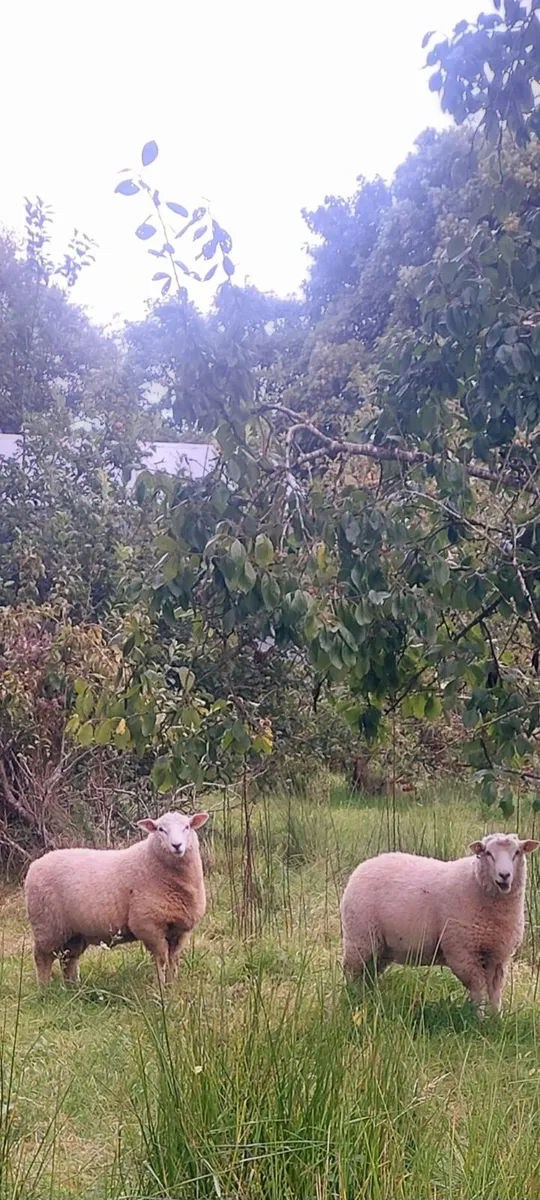 Purebred registered galway  rams