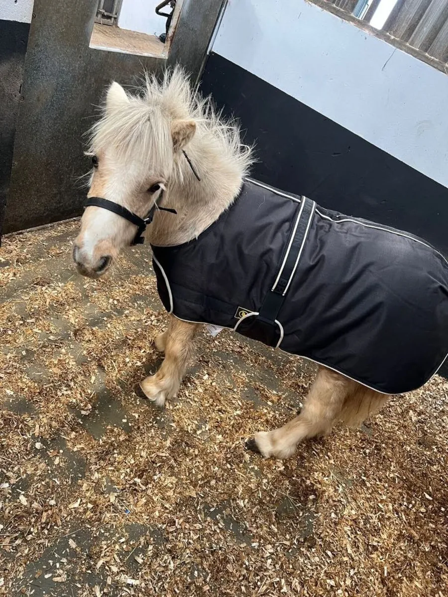 Falabella/Shetland - Image 1