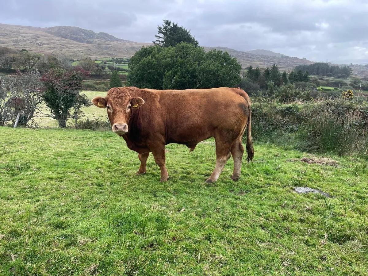 Pedigree Limousin Bull - Image 1