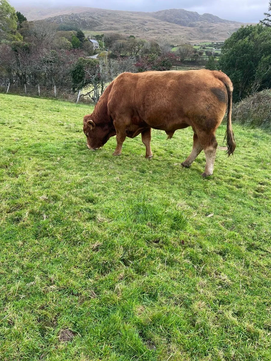 Pedigree Limousin Bull - Image 2