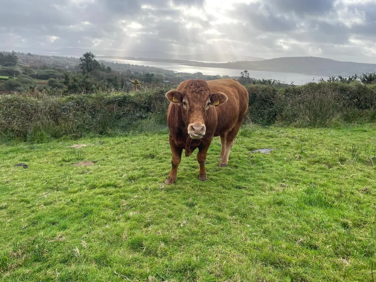 Pedigree Limousin Bull - Image 3