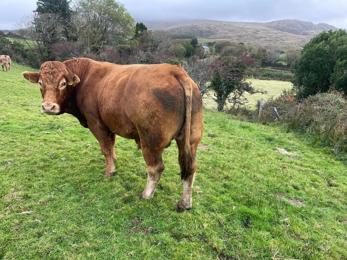 Pedigree Limousin Bull - Image 4