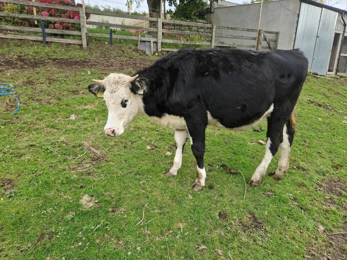 Heifer for sale - Image 1
