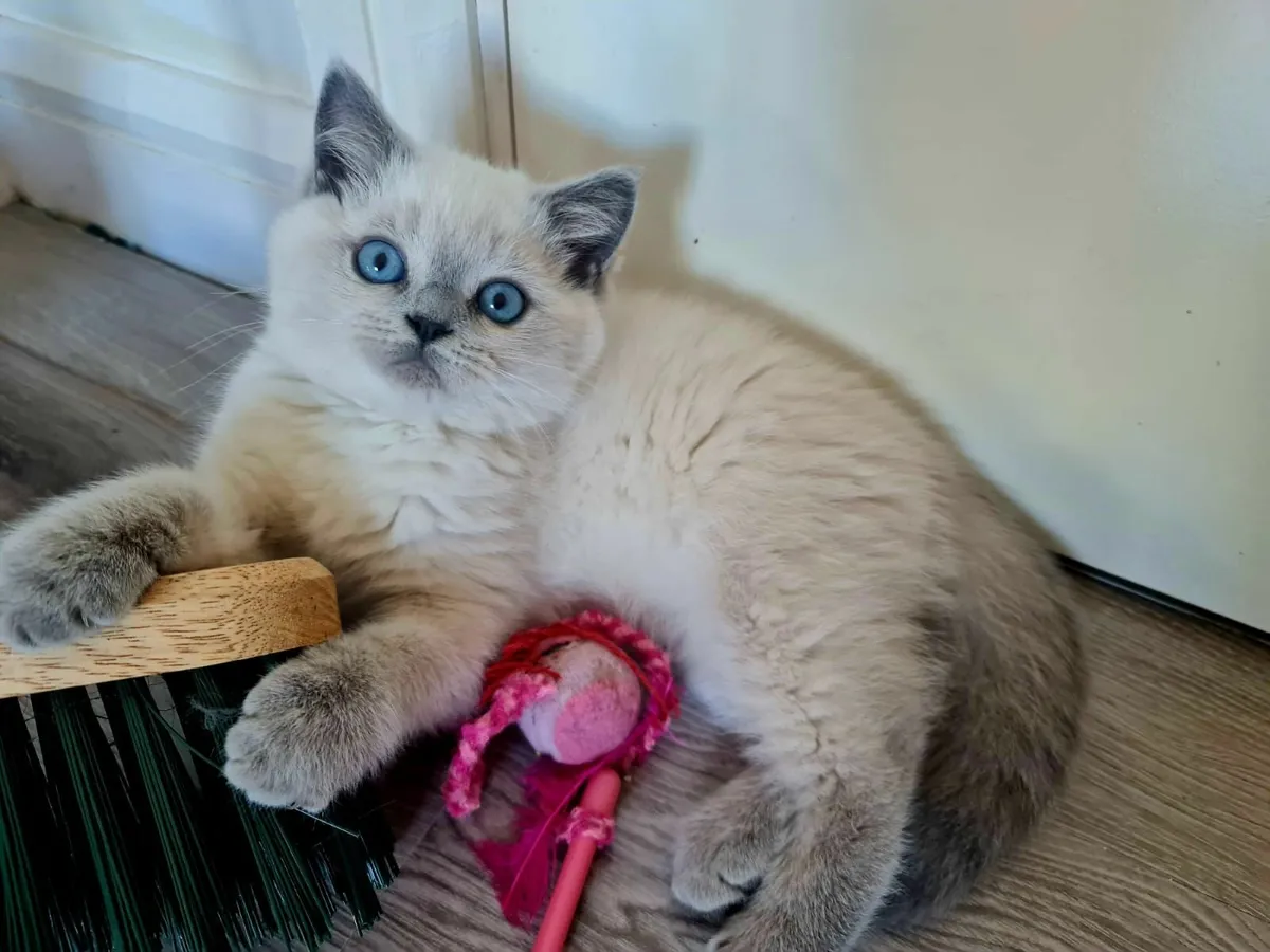 British shorthair kittens - Image 2