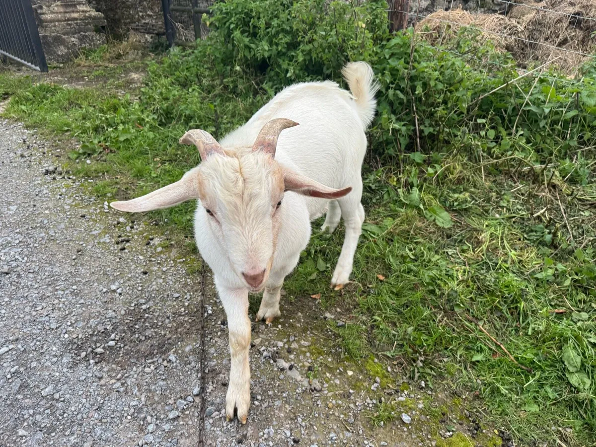 A beautiful Billy Goat - Image 1