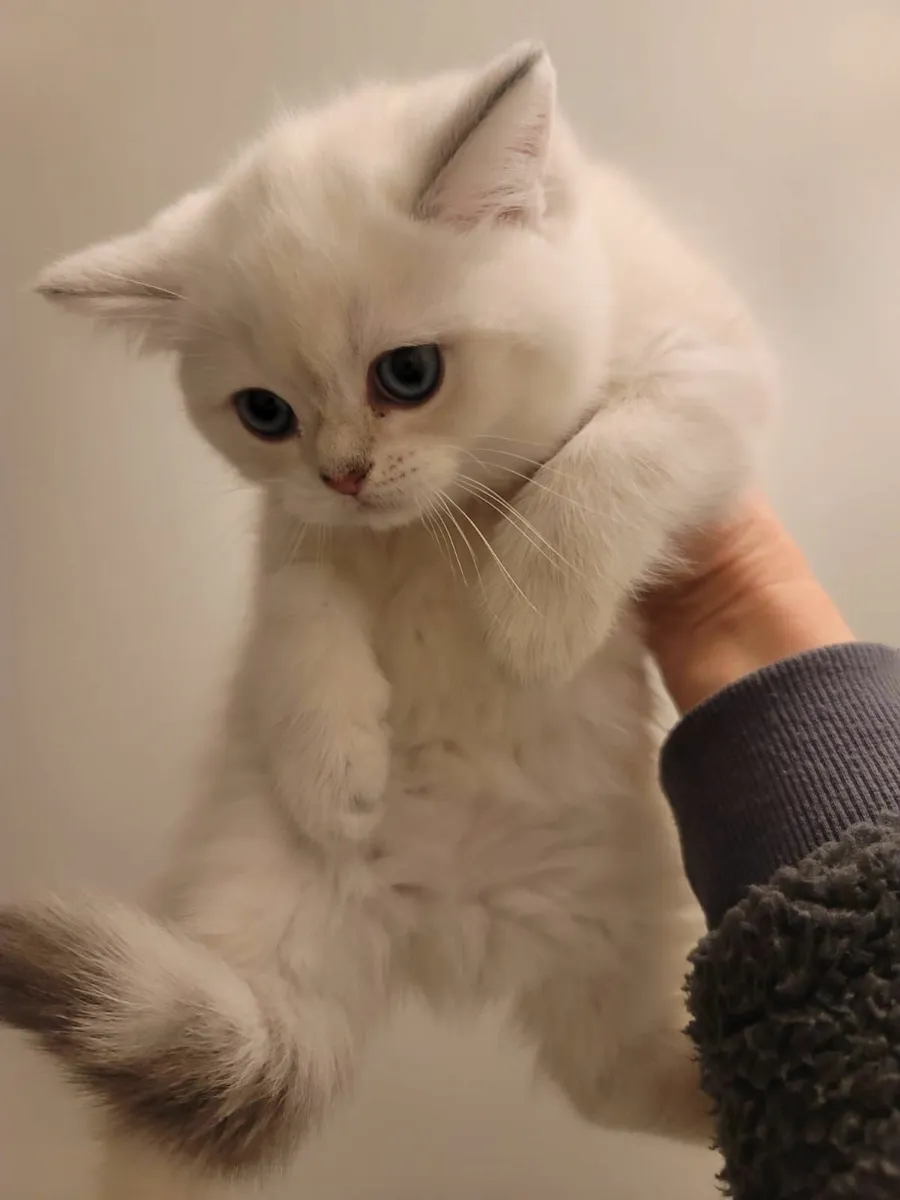 British shorthair kittens - Image 3