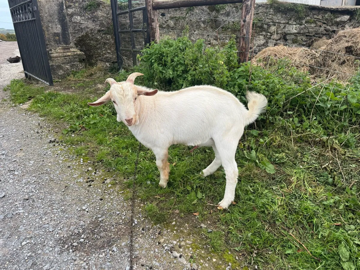 A beautiful Billy Goat - Image 2