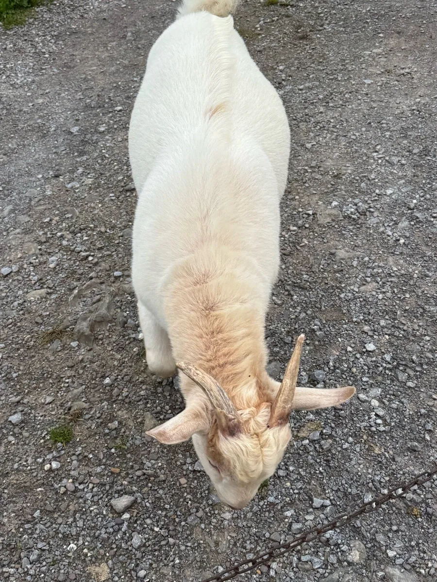 A beautiful Billy Goat - Image 3