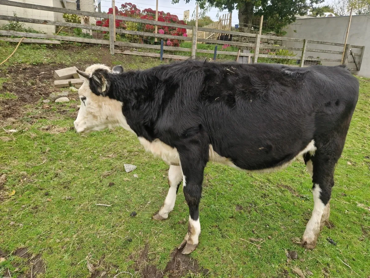 Heifer for sale - Image 2