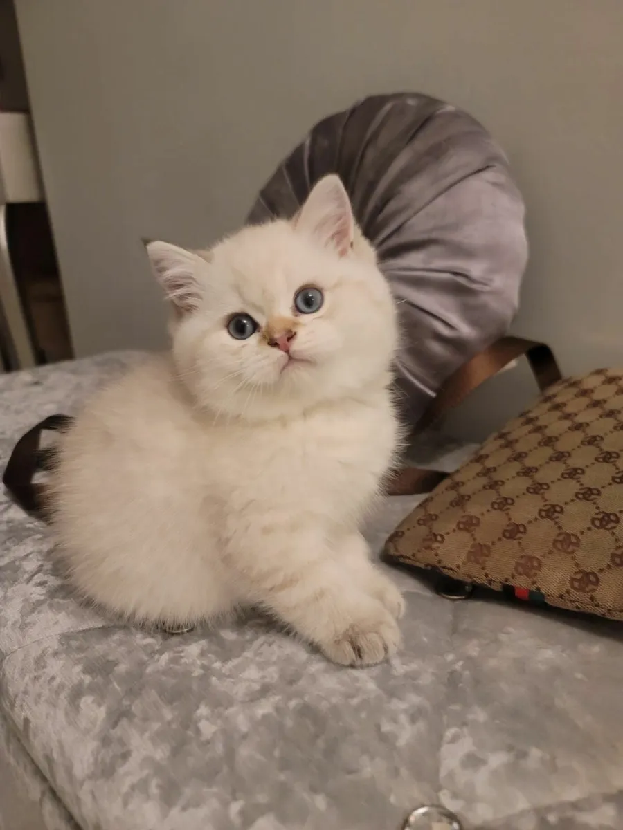 British shorthair kittens - Image 4