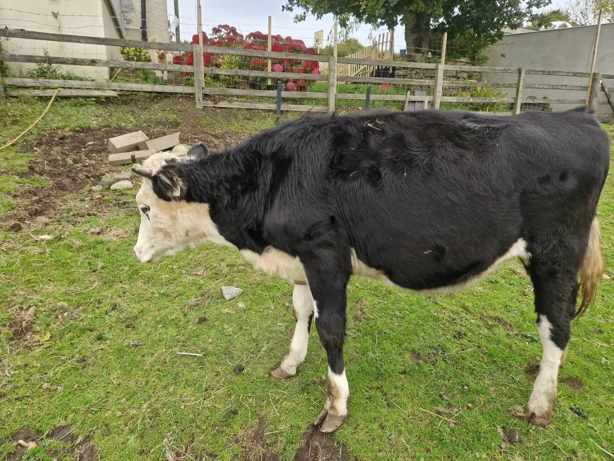Heifer for sale - Image 3