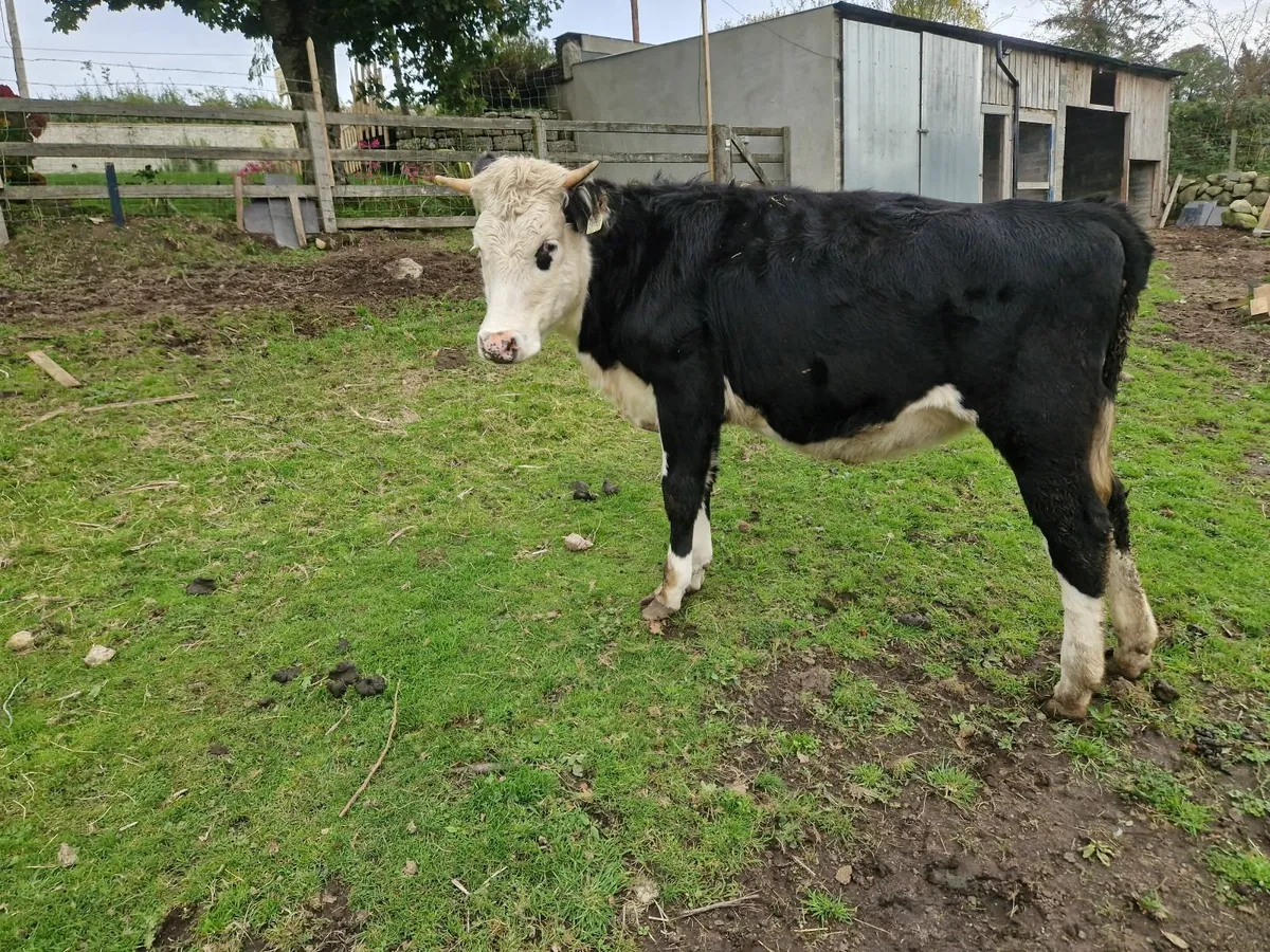 Heifer for sale - Image 4