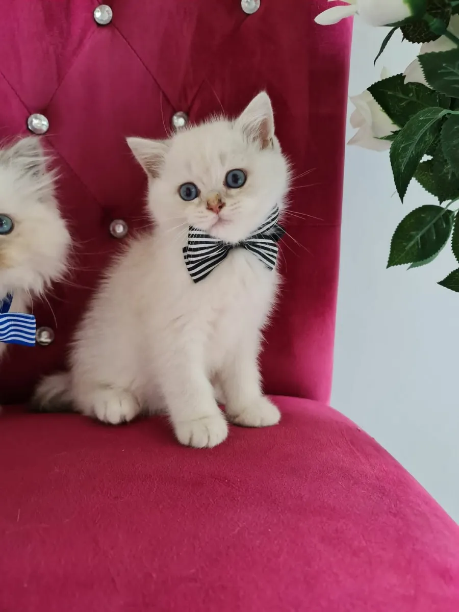 British shorthair kittens - Image 1