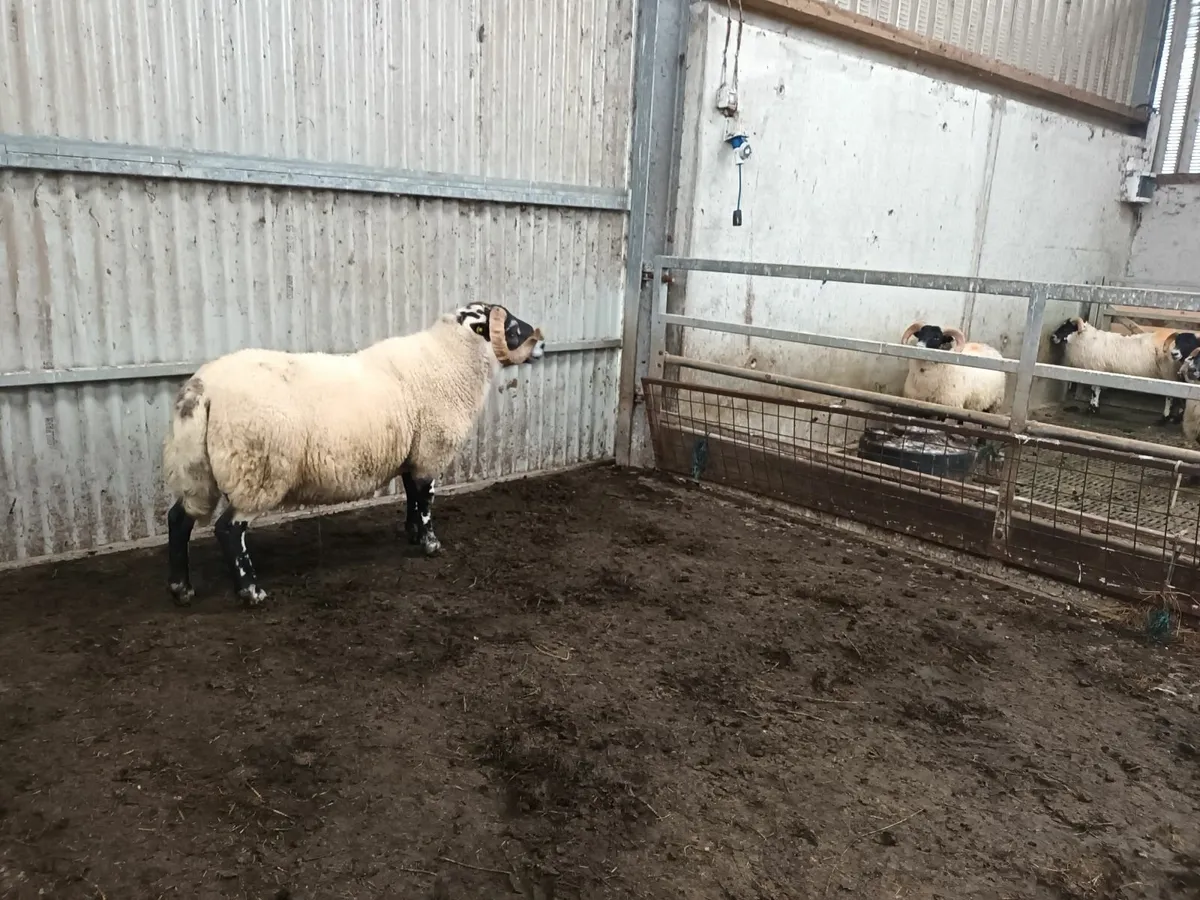 North country cheviot and lanark Sis rams - Image 2