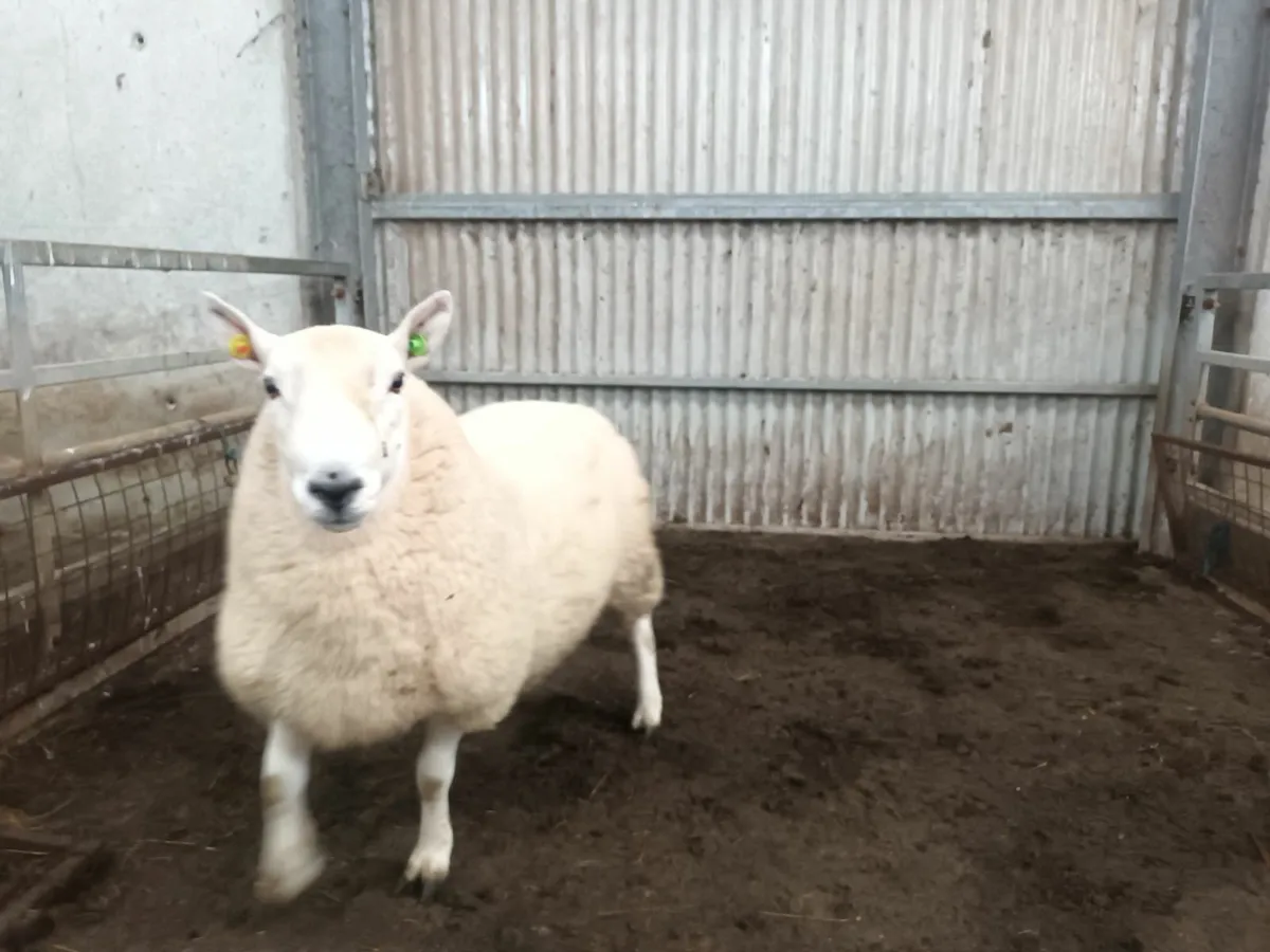 North country cheviot and lanark Sis rams - Image 1