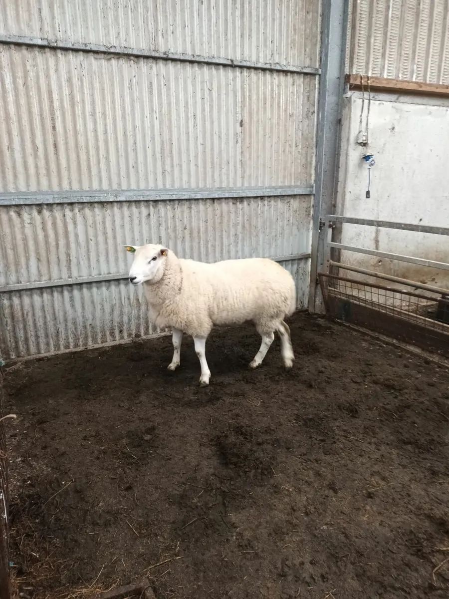 North country cheviot and lanark Sis rams - Image 3