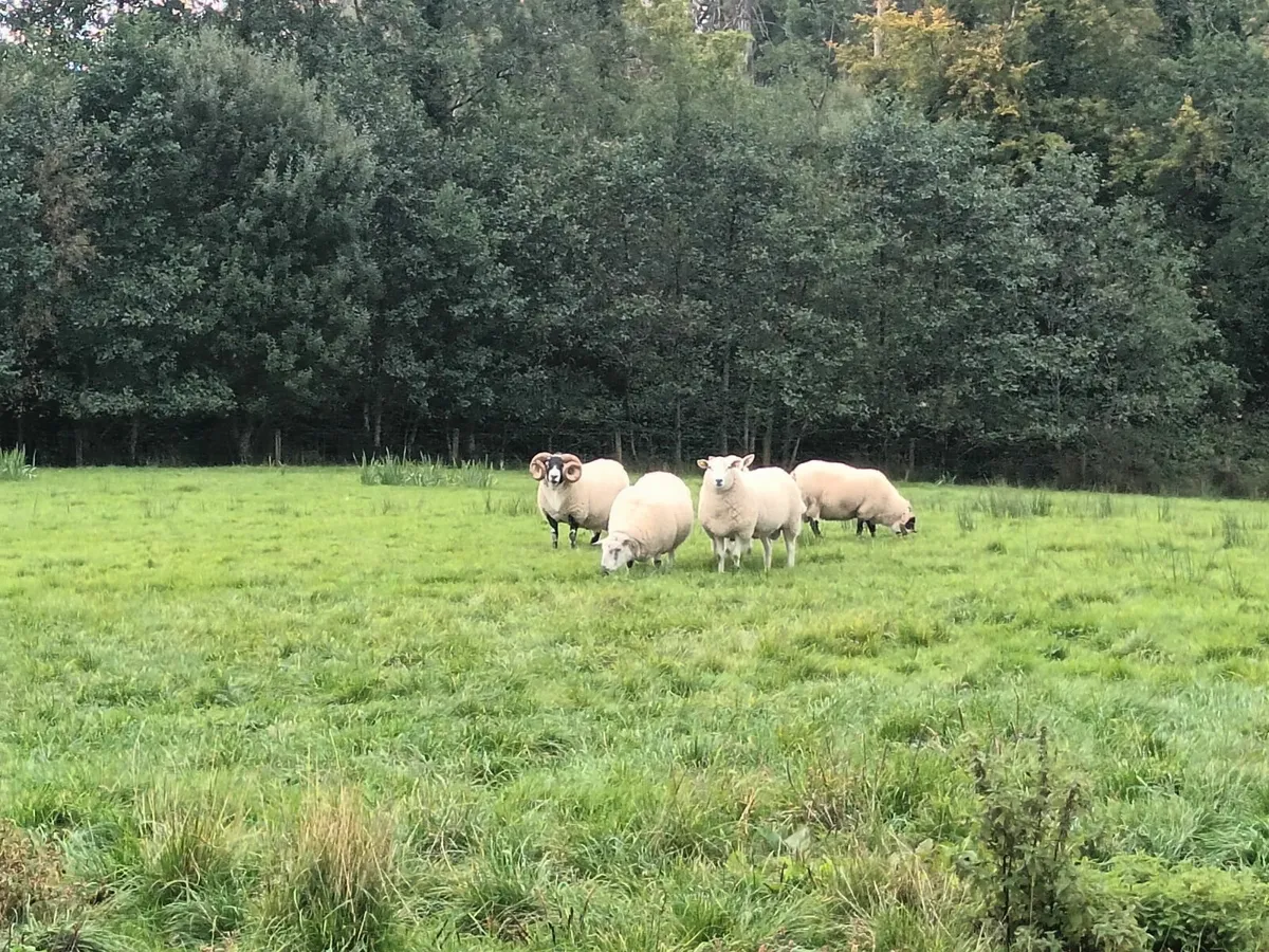 North country cheviot and lanark Sis rams - Image 4