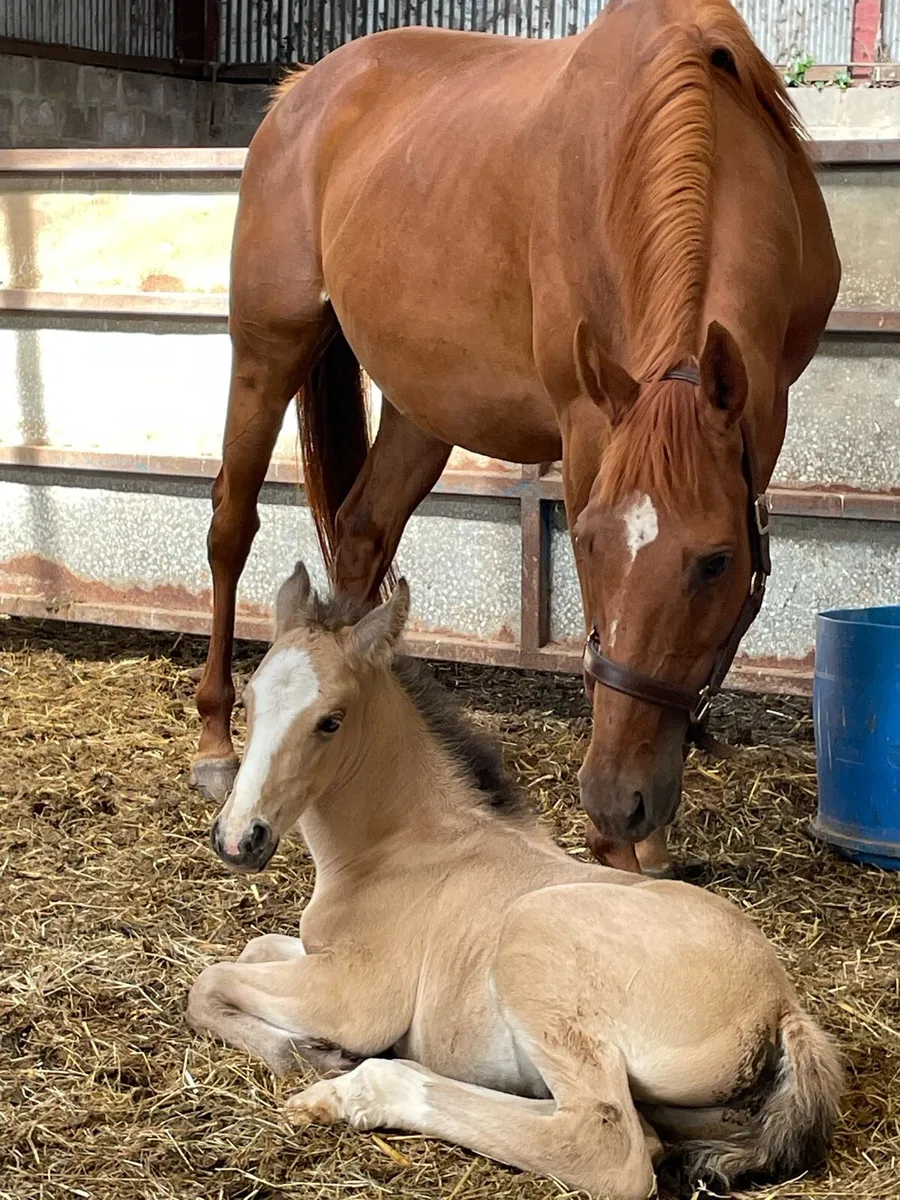Mare and foal - Image 1