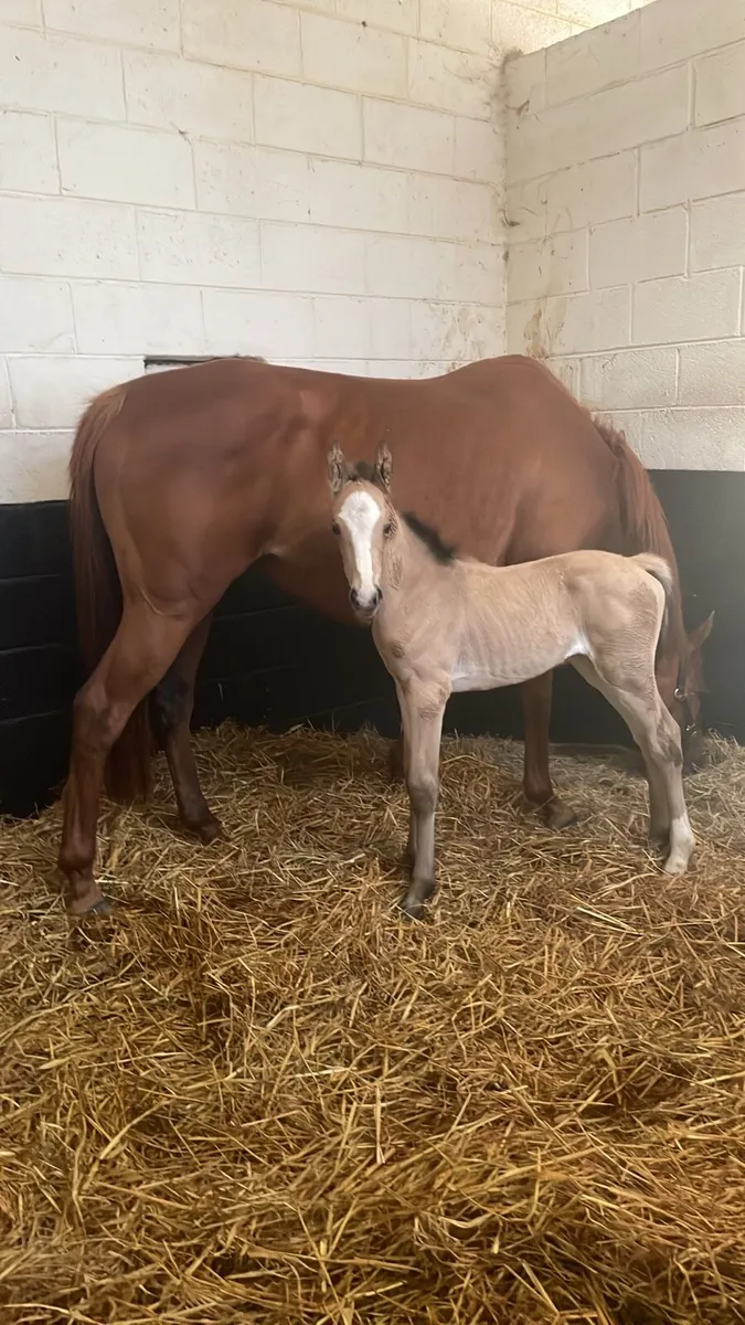Mare and foal - Image 2