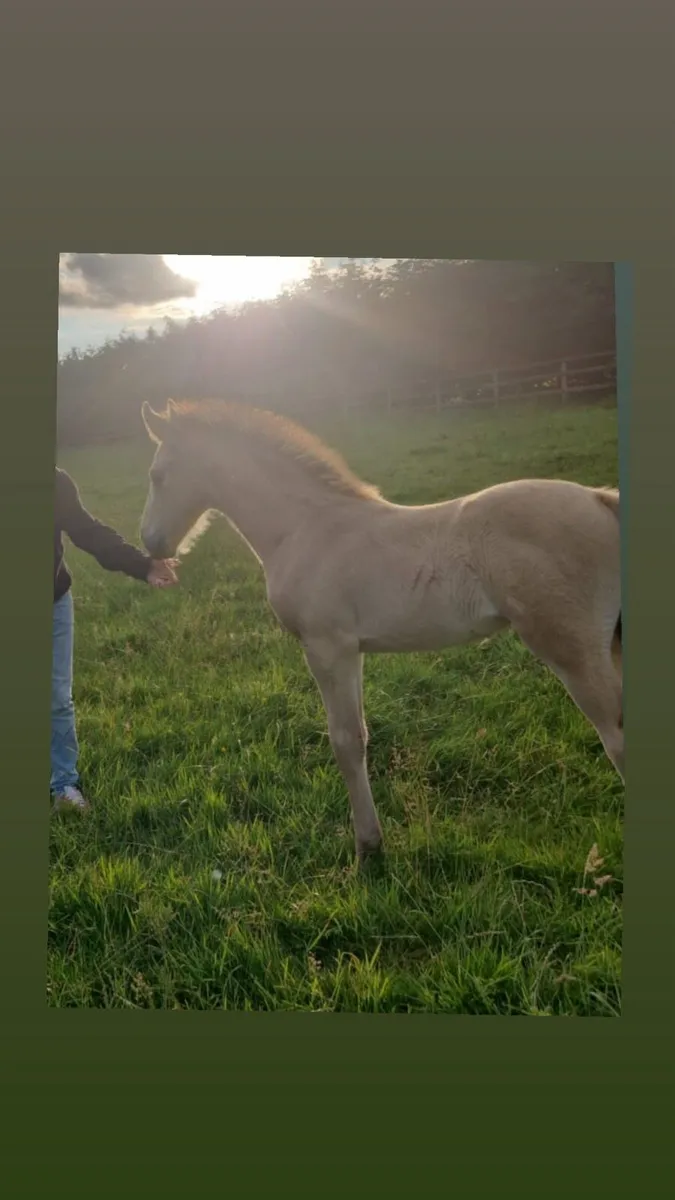 Mare and foal - Image 3