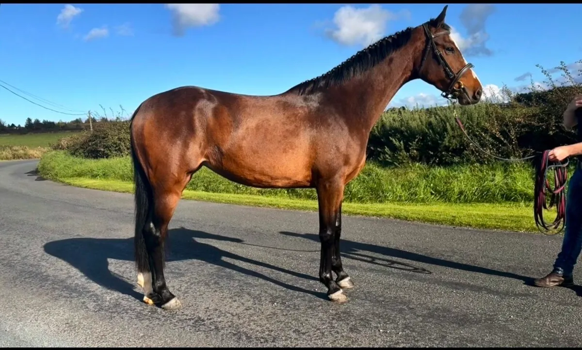 3yr old filly(Livello) - Image 1