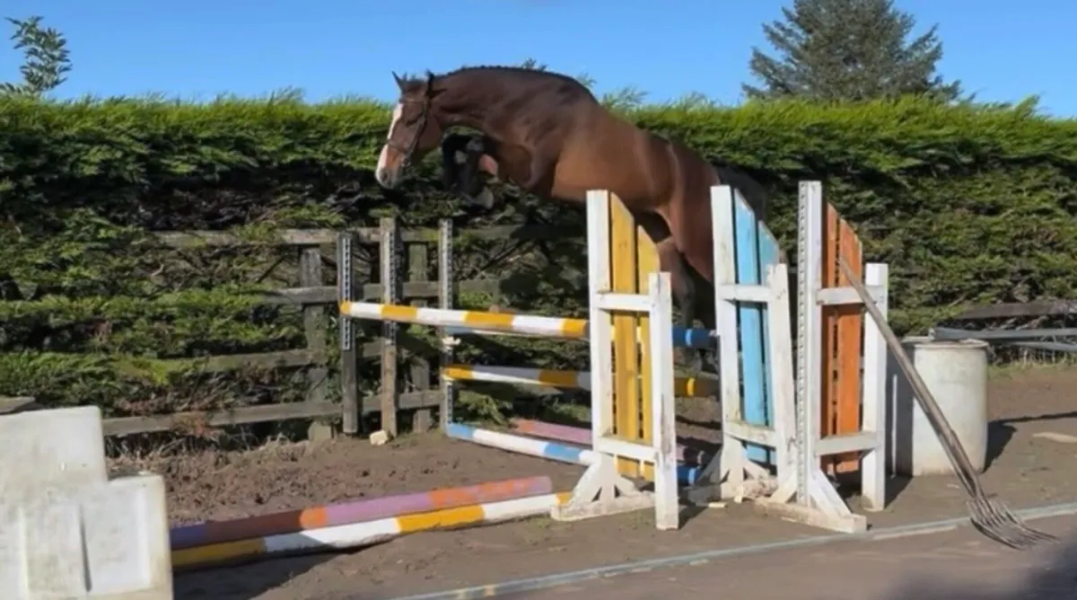 3yr old filly(Livello) - Image 3