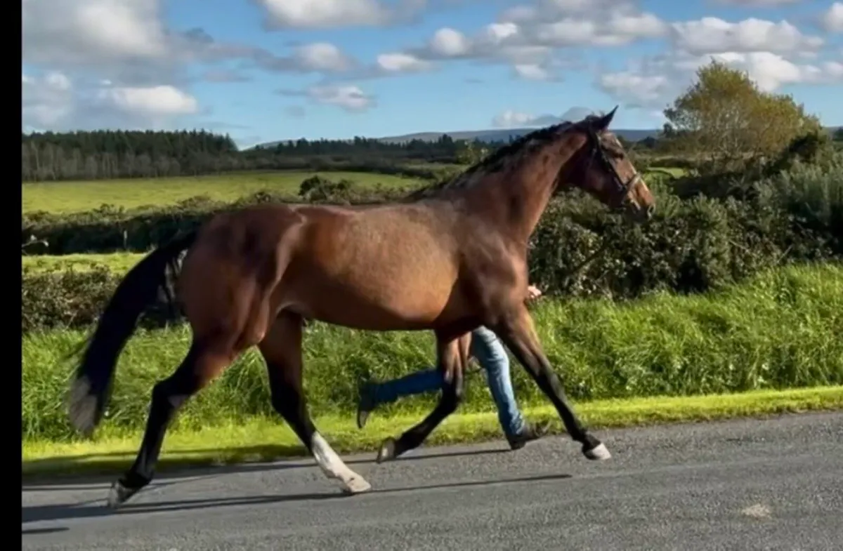 3yr old filly(Livello) - Image 2