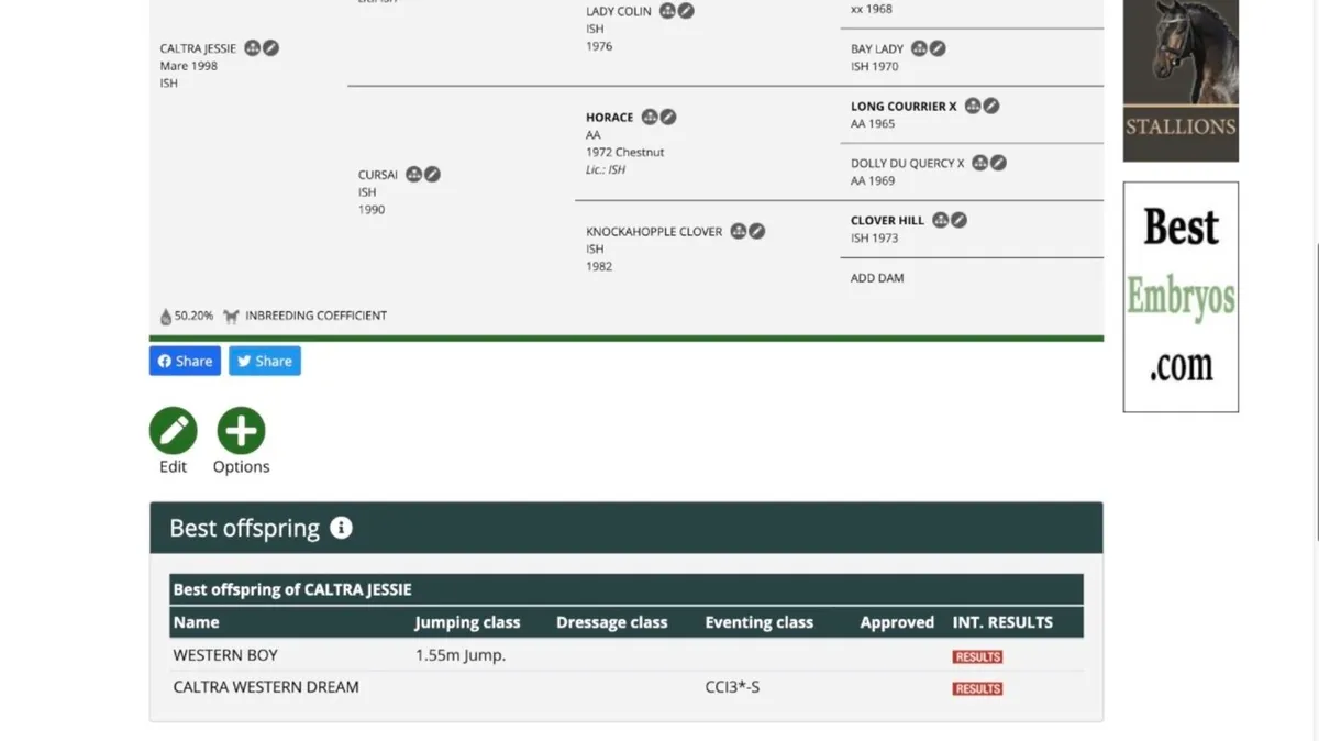 3yr old filly(Livello) - Image 4