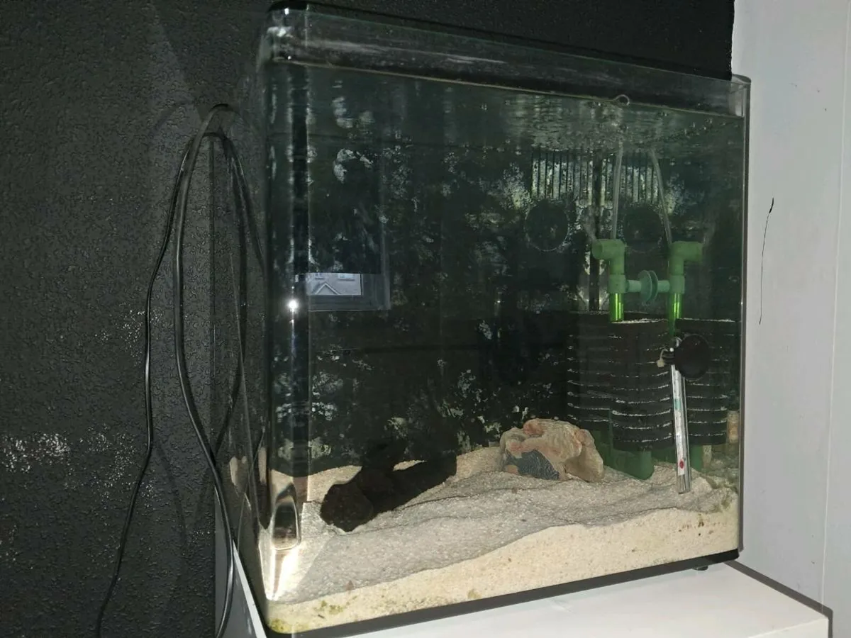 70 litre fish tank - Image 1