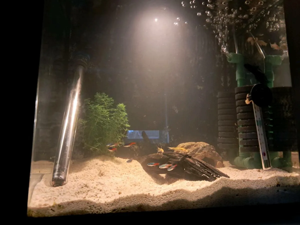 70 litre fish tank - Image 3