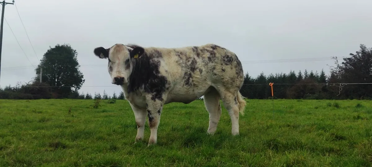 24' Born Maiden Heifers. - Image 1