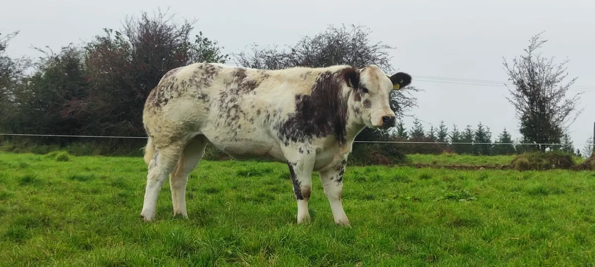 24' Born Maiden Heifers. - Image 2