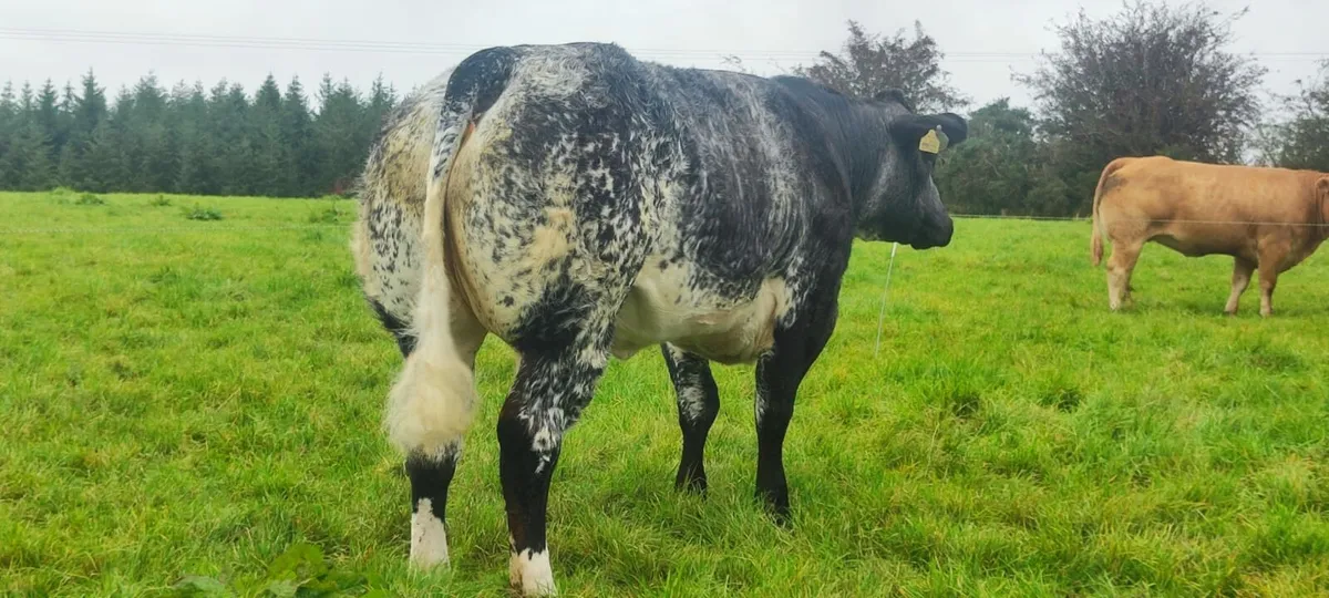 24' Born Maiden Heifers. - Image 3