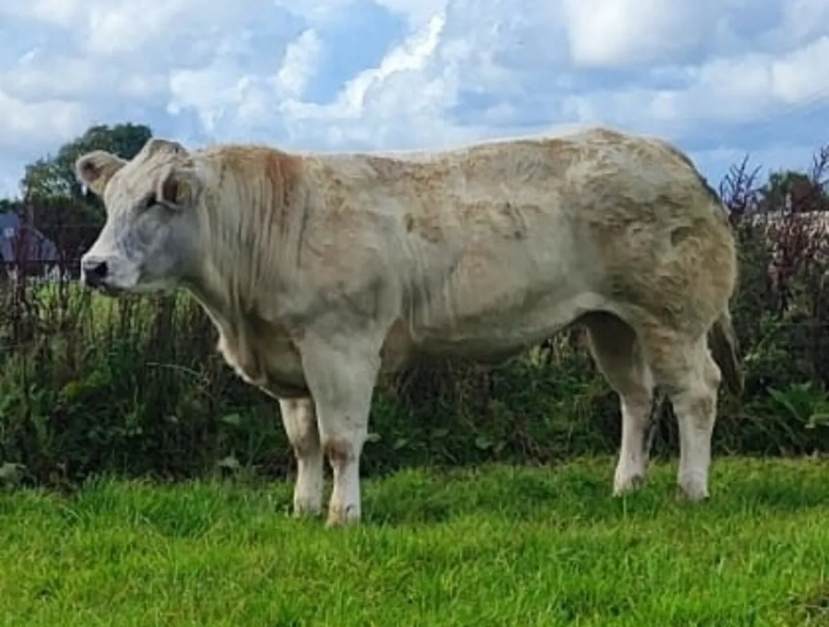 24' Born Maiden Heifers. - Image 4
