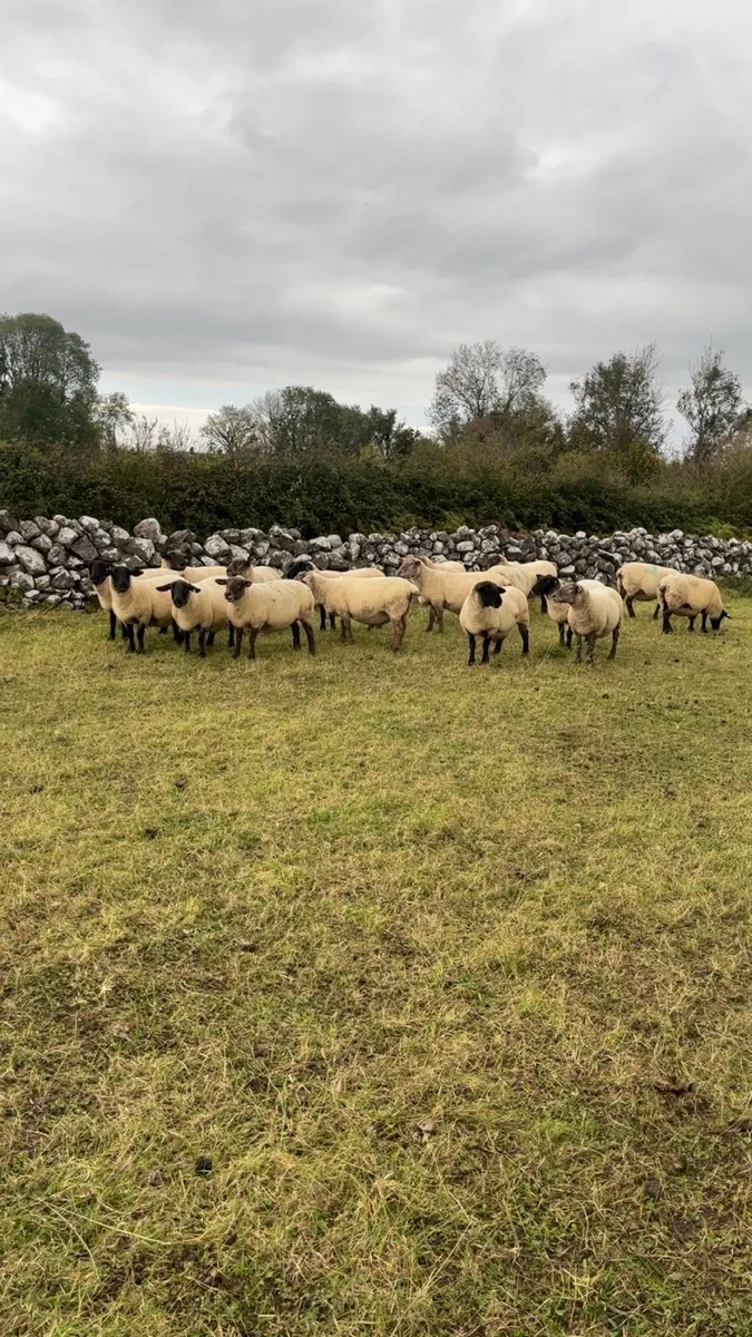 3rd crop Suffolk ewes - Image 1