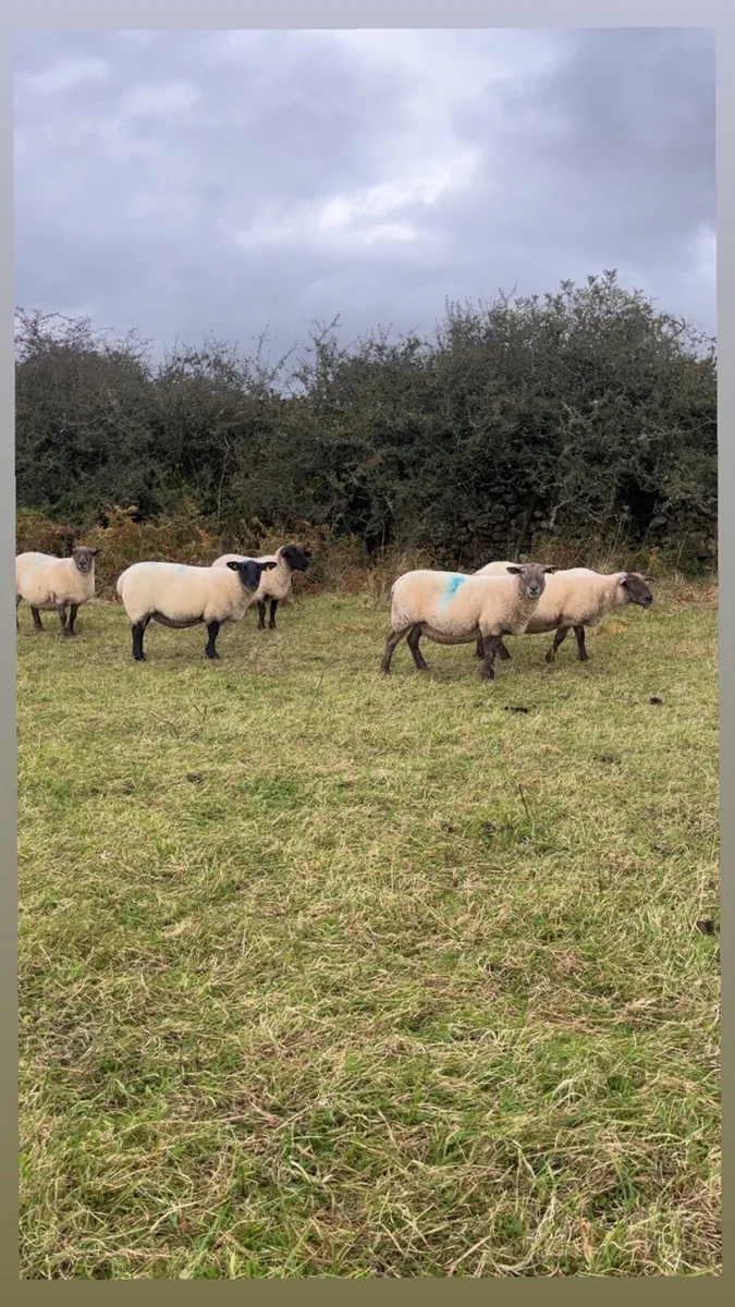 3rd crop Suffolk ewes - Image 2