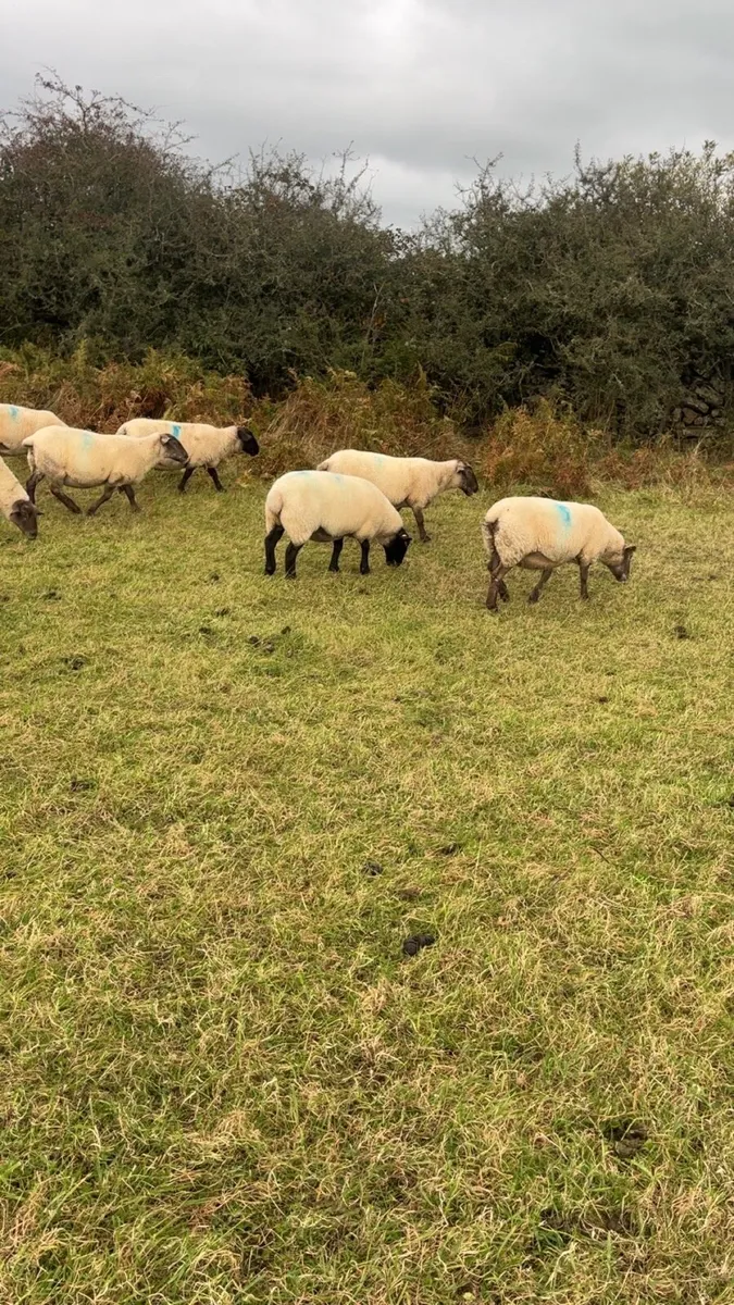 3rd crop Suffolk ewes - Image 3