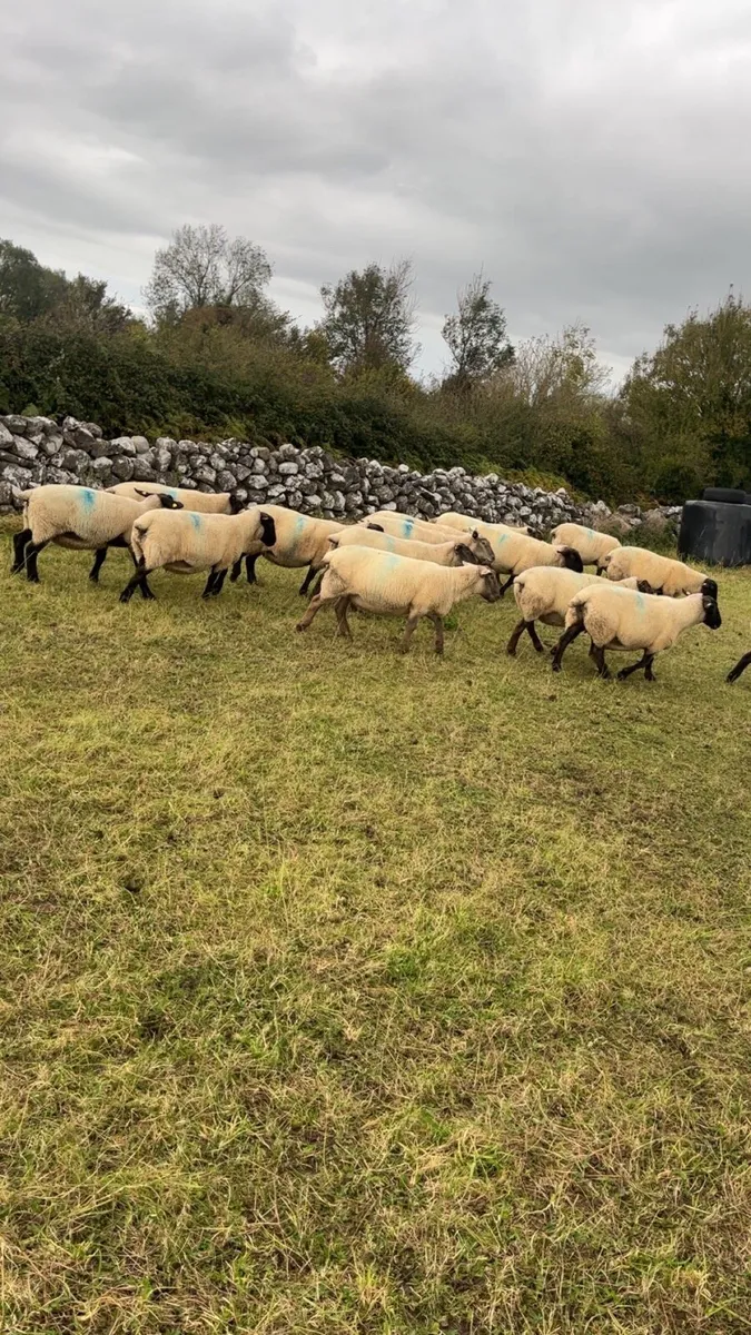 3rd crop Suffolk ewes - Image 4