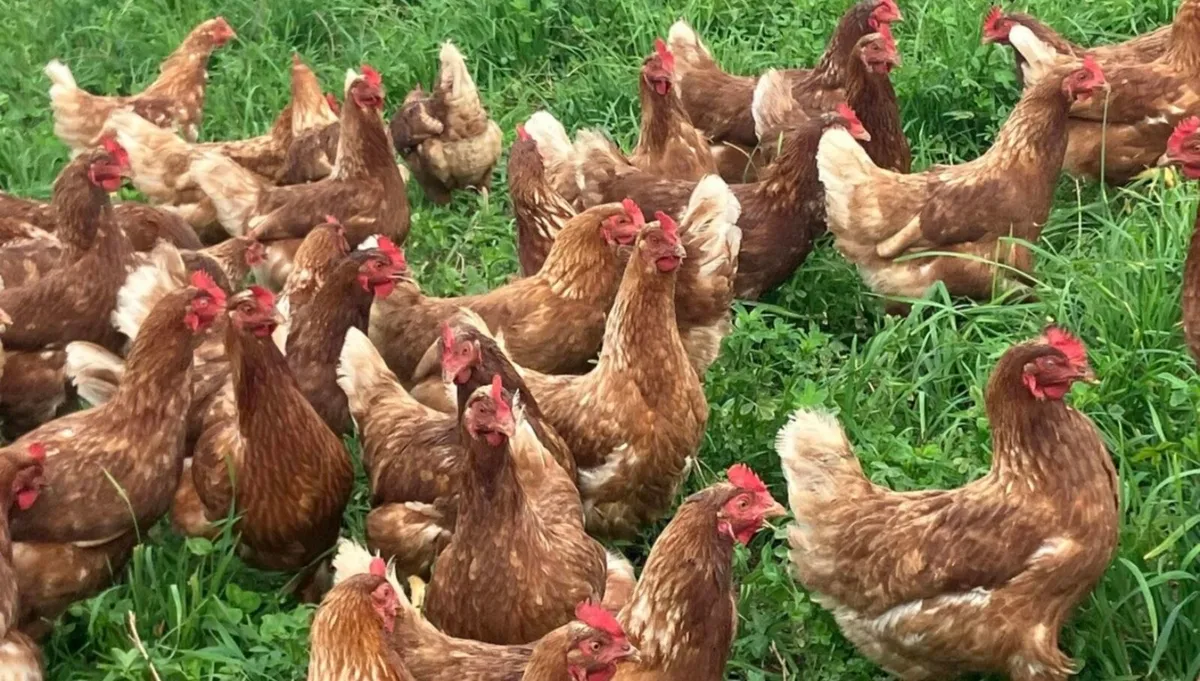 Point of lay pullets