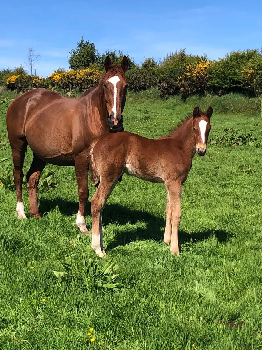 Brood mare for sale