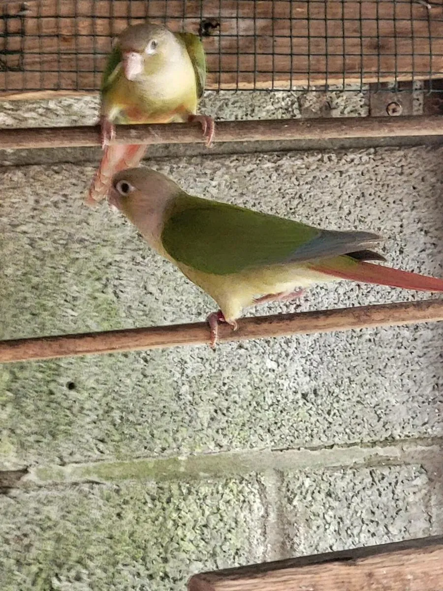 Birds - Image 1
